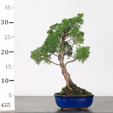 image supplémentaire - GENÉVRIER "JUNIPERUS KISHU"...