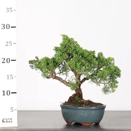 image supplémentaire - GENÉVRIER "JUNIPERUS KISHU"...