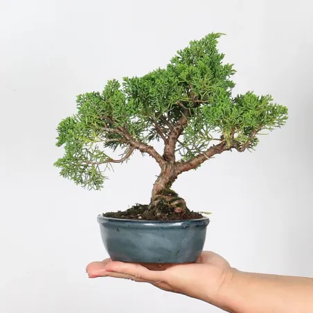 GENÉVRIER "JUNIPERUS KISHU" 1-19