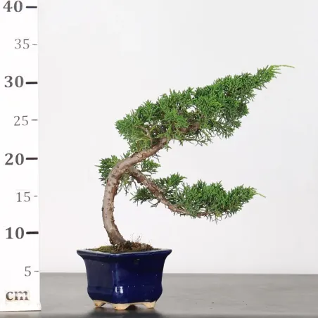 image supplémentaire - GENÉVRIER "JUNIPERUS KISHU"...