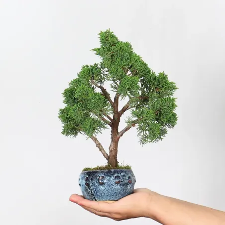 Bonsai Genévrier de Chine
