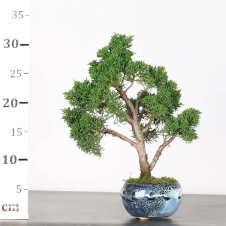 image supplémentaire - GENÉVRIER "JUNIPERUS KISHU"...