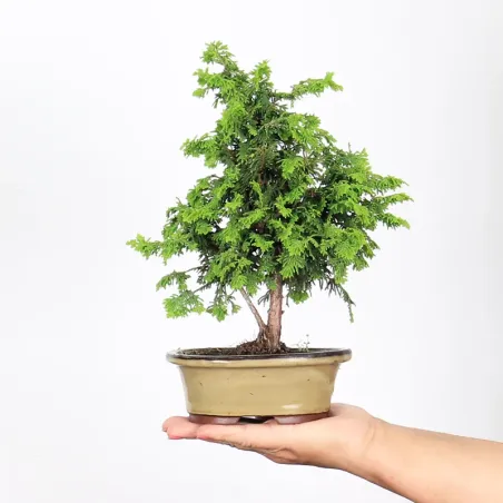 Bonsai Genévrier de Chine
