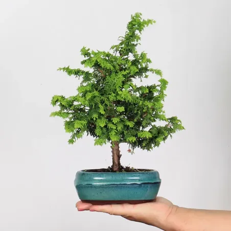 Bonsai Genévrier de Chine