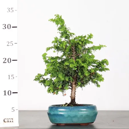 image supplémentaire - JUNIPERUS CHINENSIS OLD...