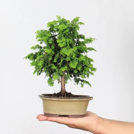 Bonsai Genévrier de Chine