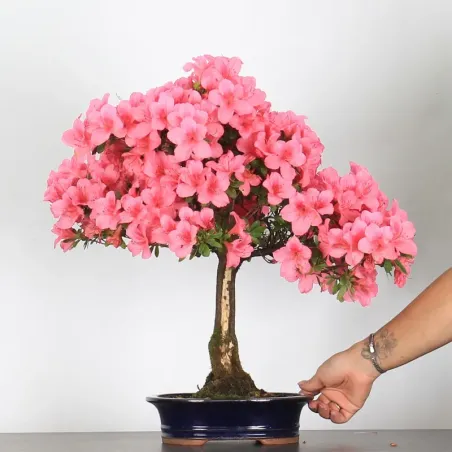 AZALÉE JAPONAISE "AZALEA" 3-10