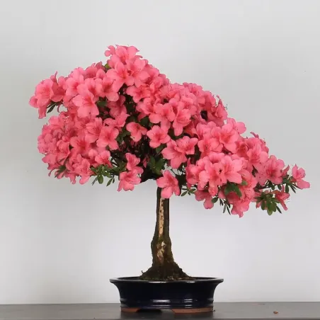 image supplémentaire - AZALÉE JAPONAISE "AZALEA" 3-10