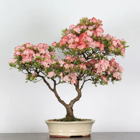 Bonsai Azalée