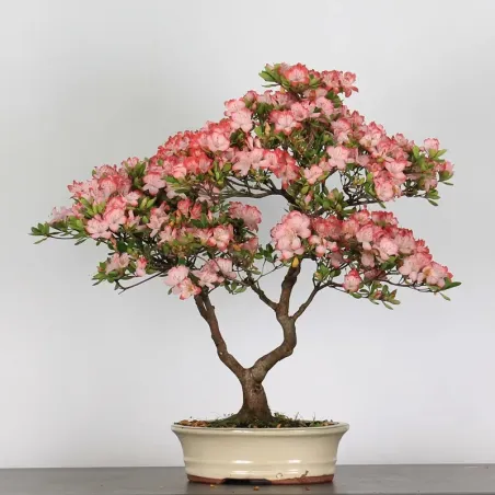 image supplémentaire - AZALÉE JAPONAISE "AZALEA" 3-9