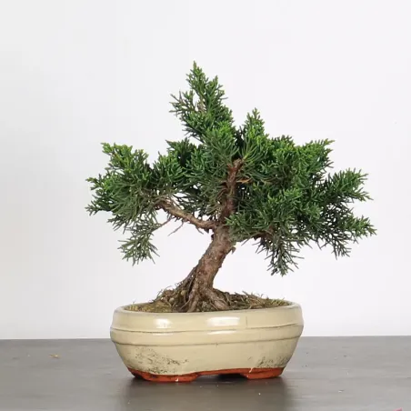 JUNIPERUS CHINENSIS KISHU 2-1