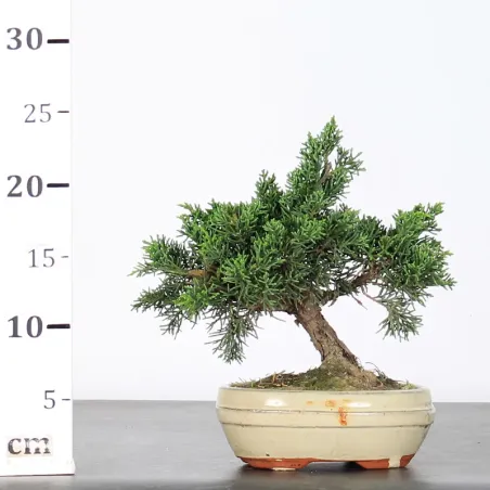 image supplémentaire - JUNIPERUS CHINENSIS KISHU 2-1
