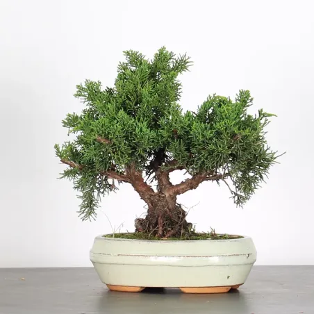 GENÉVRIER "JUNIPERUS KISHU" 2-2