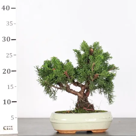 image supplémentaire - GENÉVRIER "JUNIPERUS KISHU"...