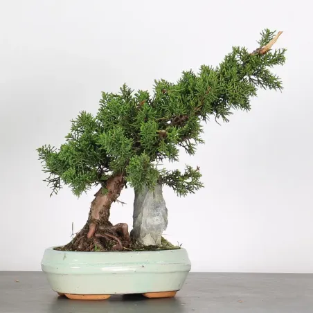 GENÉVRIER "JUNIPERUS KISHU" 2-3