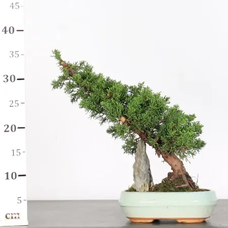 image supplémentaire - GENÉVRIER "JUNIPERUS KISHU"...