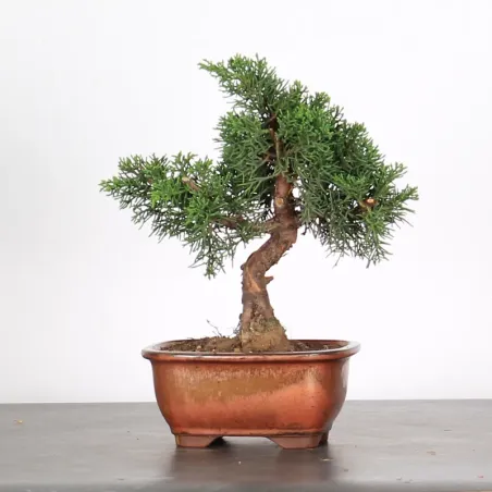 JUNIPERUS CHINENSIS KISHU 2-4