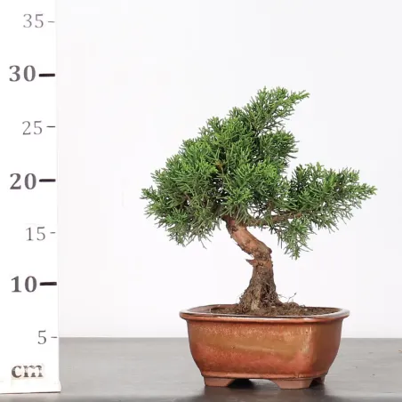 image supplémentaire - JUNIPERUS CHINENSIS KISHU 2-4