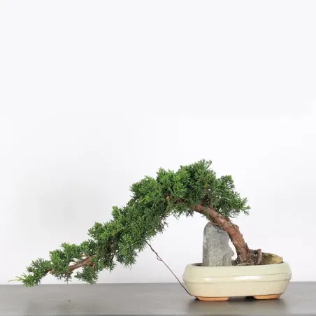 image supplémentaire - JUNIPERUS CHINENSIS KISHU 2-5