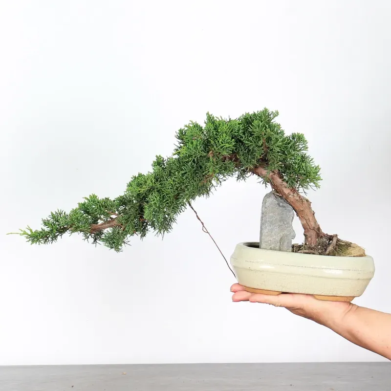 JUNIPERUS CHINENSIS KISHU 2-5