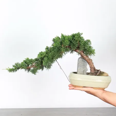 JUNIPERUS CHINENSIS KISHU 2-5