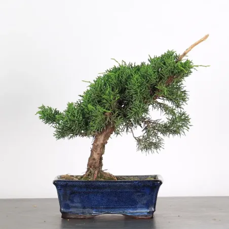 GENÉVRIER "JUNIPERUS KISHU" 2-6