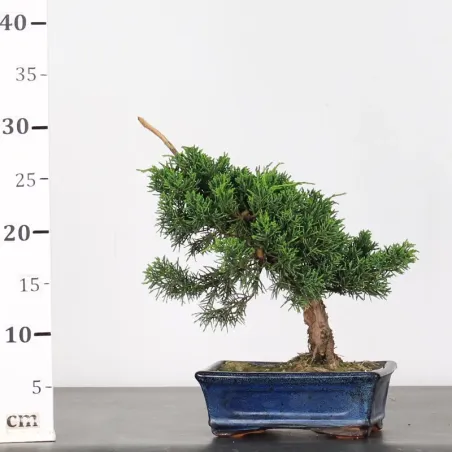 image supplémentaire - GENÉVRIER "JUNIPERUS KISHU"...