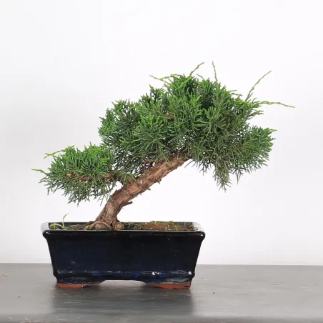 Juniperus chinensis kishu 2-7