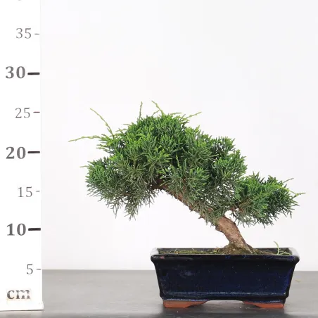 image supplémentaire - Juniperus chinensis kishu 2-7