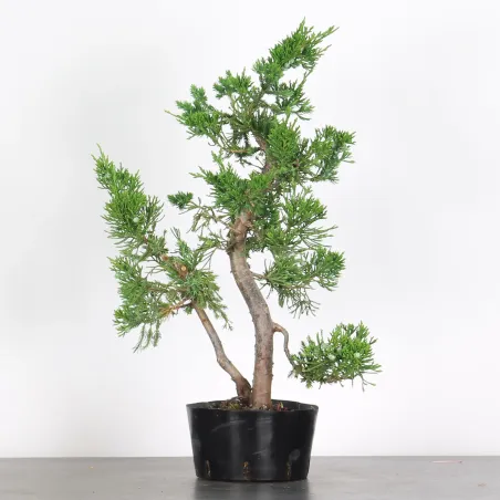 JUNIPERUS CHINENSIS FORMOSA 2-8