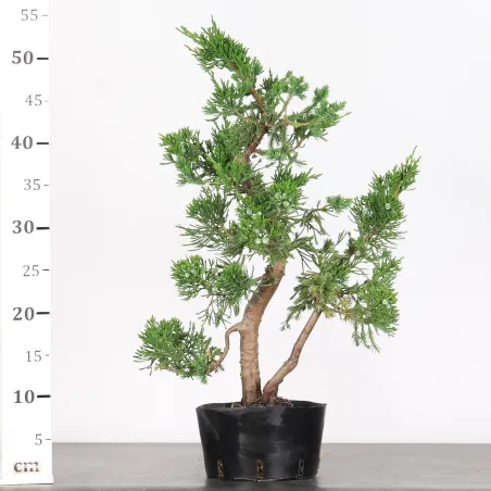 image supplémentaire - JUNIPERUS CHINENSIS FORMOSA...