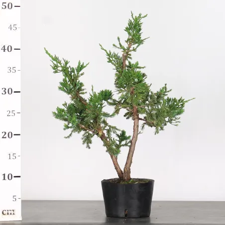 image supplémentaire - JUNIPERUS CHINENSIS FORMOSA...