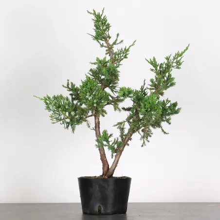 JUNIPERUS CHINENSIS FORMOSA 2-9
