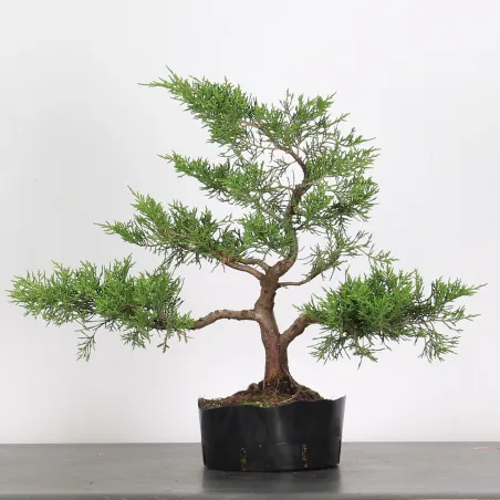 GENÉVRIER "JUNIPERUS COMMUNIS" 2-10