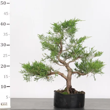 image supplémentaire - JUNIPERUS CHINENSIS...