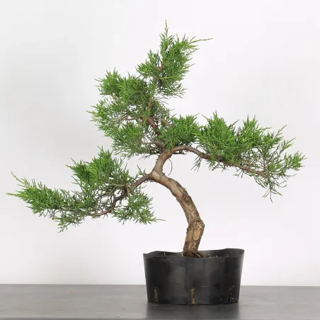 JUNIPERUS CHINENSIS COMMUNIS 2-11