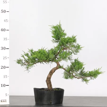 image supplémentaire - JUNIPERUS CHINENSIS...