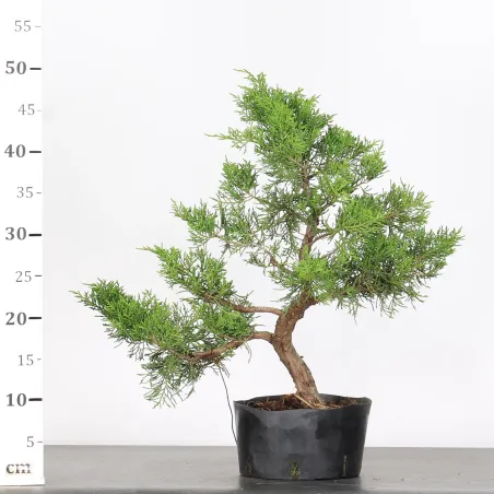 image supplémentaire - GENÉVRIER "JUNIPERUS...