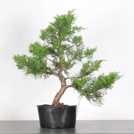 GENÉVRIER "JUNIPERUS CHINENSIS COMMUNIS" 2-12