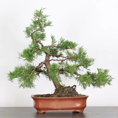 GENÉVRIER "JUNIPERUS COMMUNIS" 2-13