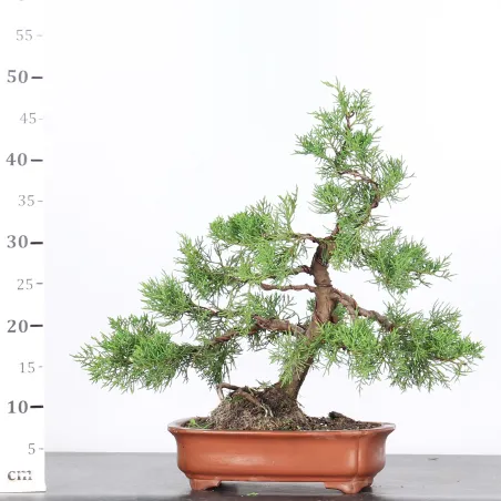 image supplémentaire - GENÉVRIER "JUNIPERUS...