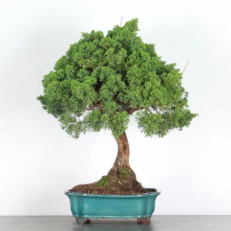 JUNIPERUS CHINENSIS KISHU 3-1