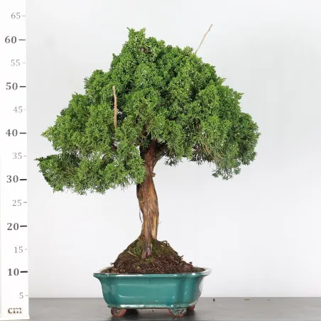 image supplémentaire - JUNIPERUS CHINENSIS KISHU 3-1