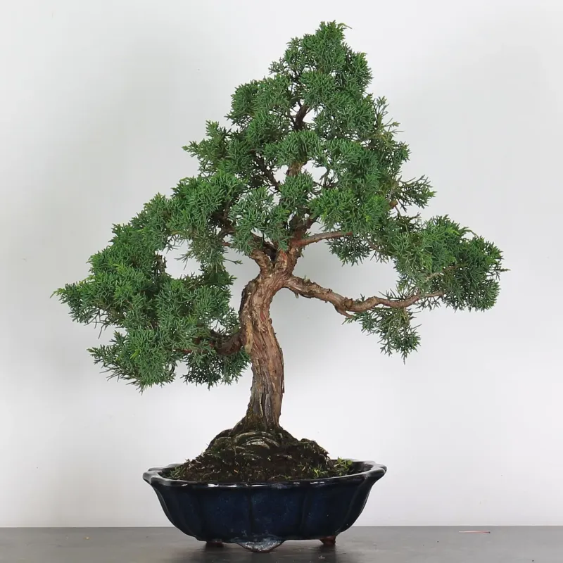 JUNIPERUS CHINENSIS KISHU 3-2