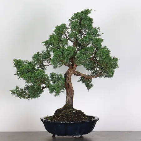 image supplémentaire - GENÉVRIER "JUNIPERUS KISHU"...