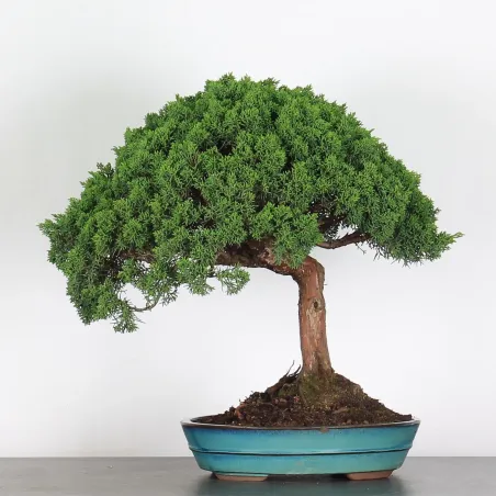 GENÉVRIER "JUNIPERUS KISHU" 3-3