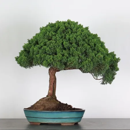 image supplémentaire - GENÉVRIER "JUNIPERUS KISHU"...