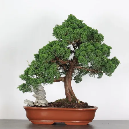 GENÉVRIER "JUNIPERUS KISHU" 3-4