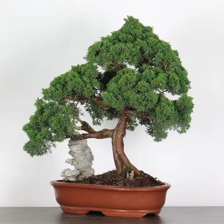 image supplémentaire - JUNIPERUS CHINENSIS KISHU 3-4