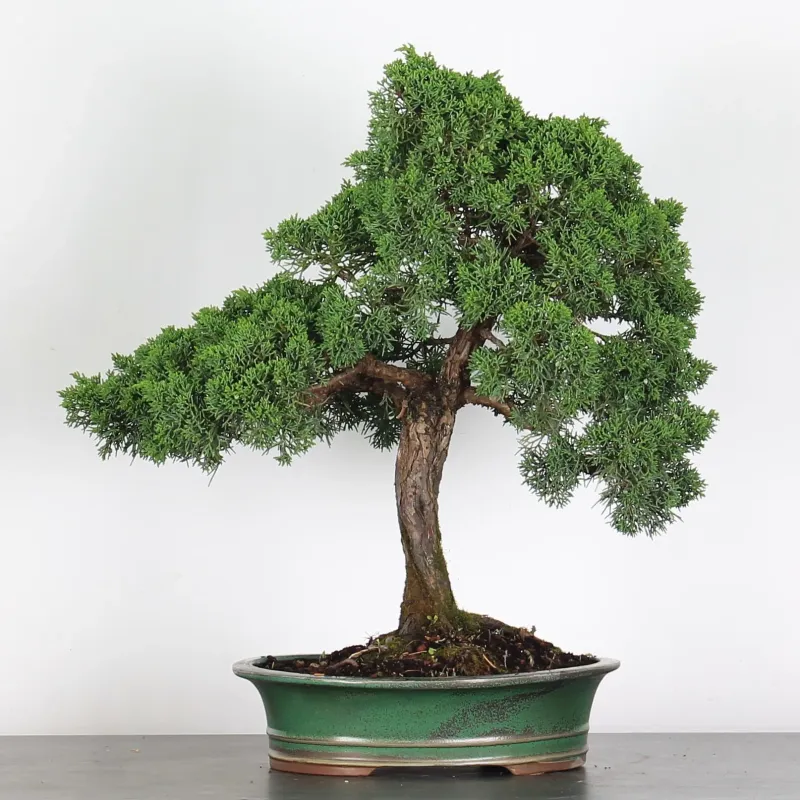 GENÉVRIER "JUNIPERUS KISHU" 3-5